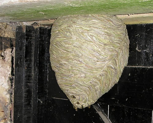 wasps nests Wimbledon