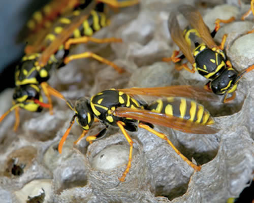 wasps nest removal Richmond Upon Thames